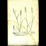 Botanical Engravings of A. Poiret