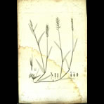 Botanical Engravings of A. Poiret