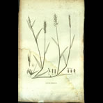 Botanical Engravings of A. Poiret