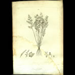 Botanical Engravings of A. Poiret