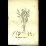 Botanical Engravings of A. Poiret