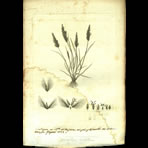 Botanical Engravings of A. Poiret