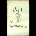 Botanical Engravings of A. Poiret