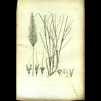 Botanical Engravings of A. Poiret