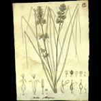 Botanical Engravings of A. Poiret