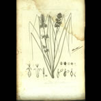Botanical Engravings of A. Poiret