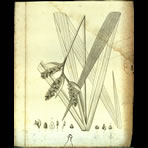 Botanical Engravings of A. Poiret