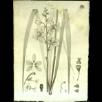 Botanical Engravings of A. Poiret