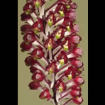 Botanical Engravings of A. Poiret