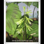 Botanical Engravings of A. Poiret