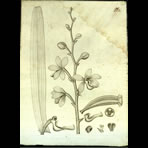 Botanical Engravings of A. Poiret