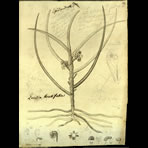 Botanical Engravings of A. Poiret