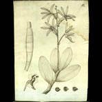 Botanical Engravings of A. Poiret
