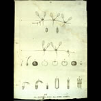 Botanical Engravings of A. Poiret