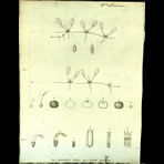 Botanical Engravings of A. Poiret