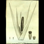 Botanical Engravings of A. Poiret