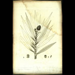 Botanical Engravings of A. Poiret