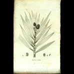 Botanical Engravings of A. Poiret