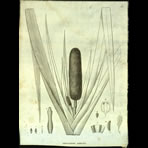 Botanical Engravings of A. Poiret