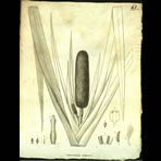 Botanical Engravings of A. Poiret