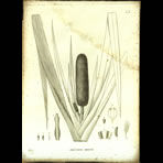 Botanical Engravings of A. Poiret