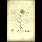Botanical Engravings of A. Poiret