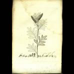 Botanical Engravings of A. Poiret