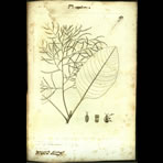 Botanical Engravings of A. Poiret