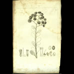 Botanical Engravings of A. Poiret