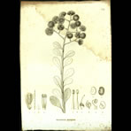 Botanical Engravings of A. Poiret