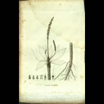 Botanical Engravings of A. Poiret