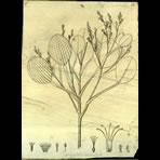 Botanical Engravings of A. Poiret