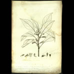 Botanical Engravings of A. Poiret