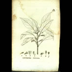 Botanical Engravings of A. Poiret