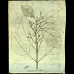Botanical Engravings of A. Poiret