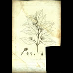 Botanical Engravings of A. Poiret