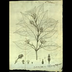 Botanical Engravings of A. Poiret