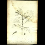 Botanical Engravings of A. Poiret