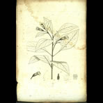 Botanical Engravings of A. Poiret