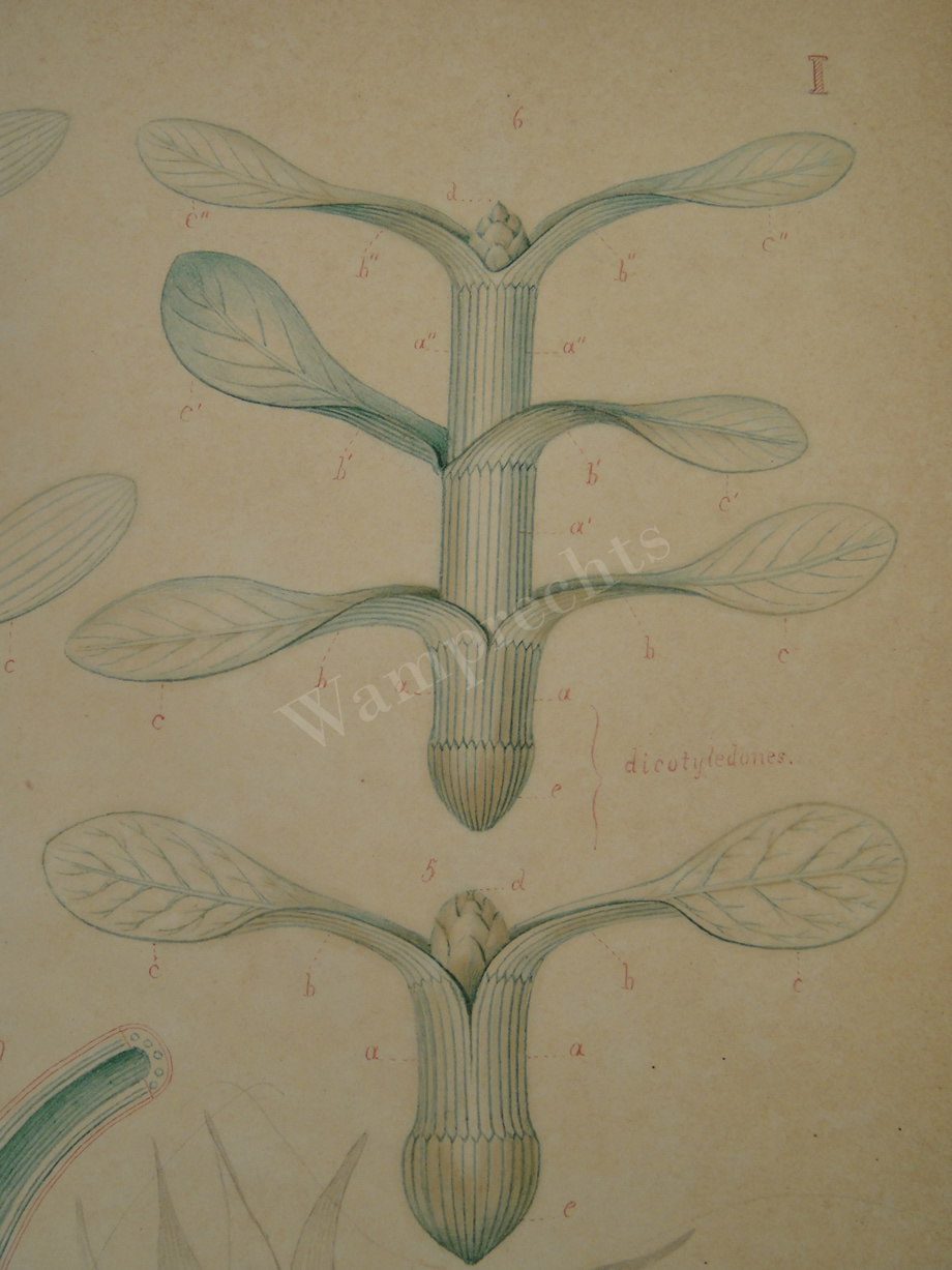 Watercolors & Lithographs of Borromée