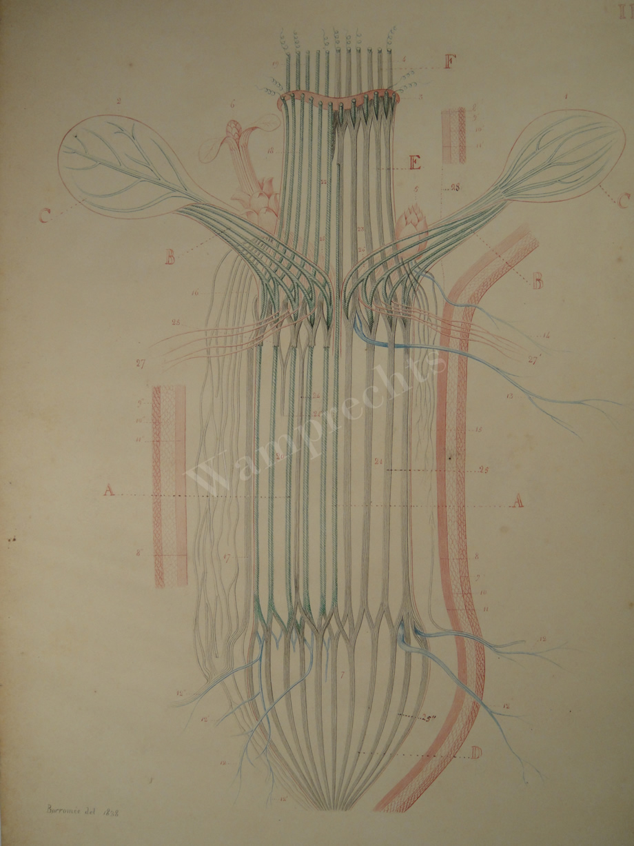 Watercolors & Lithographs of Borromée