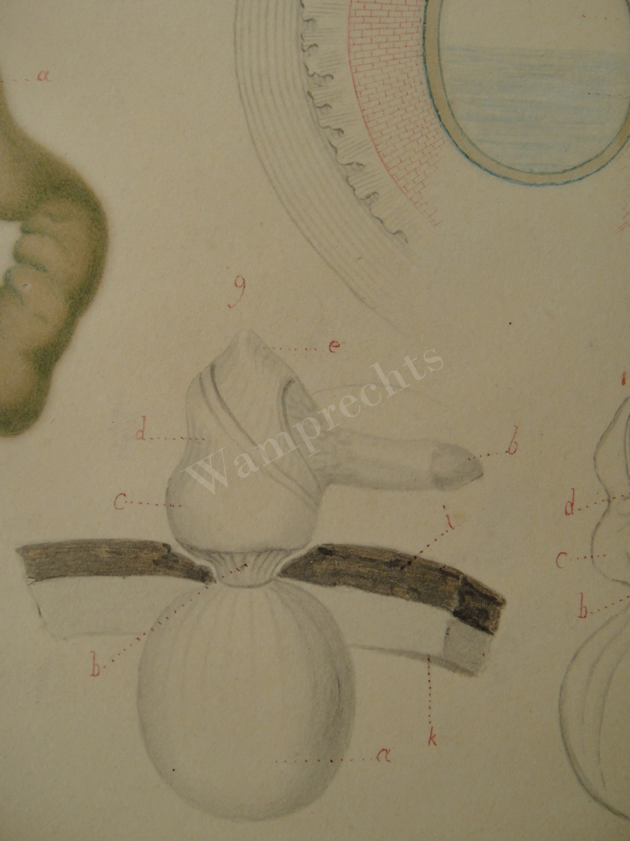 Watercolors & Lithographs of Borromée
