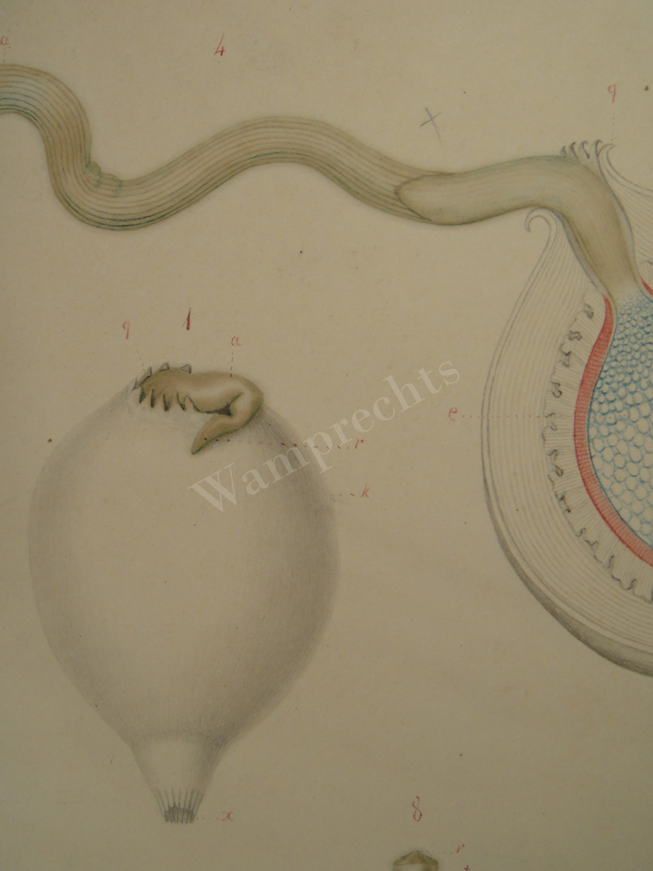 Watercolors & Lithographs of Borromée