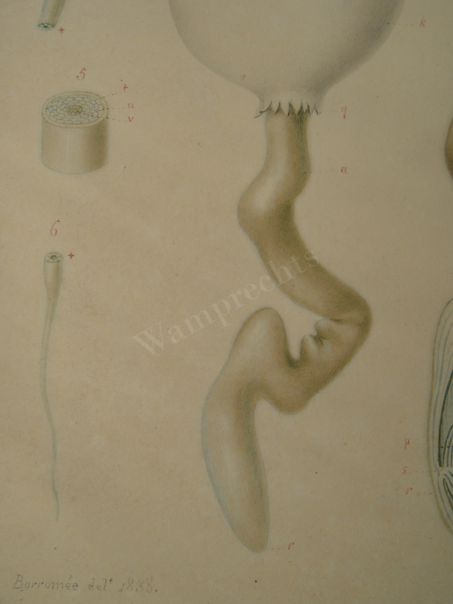 Watercolors & Lithographs of Borromée