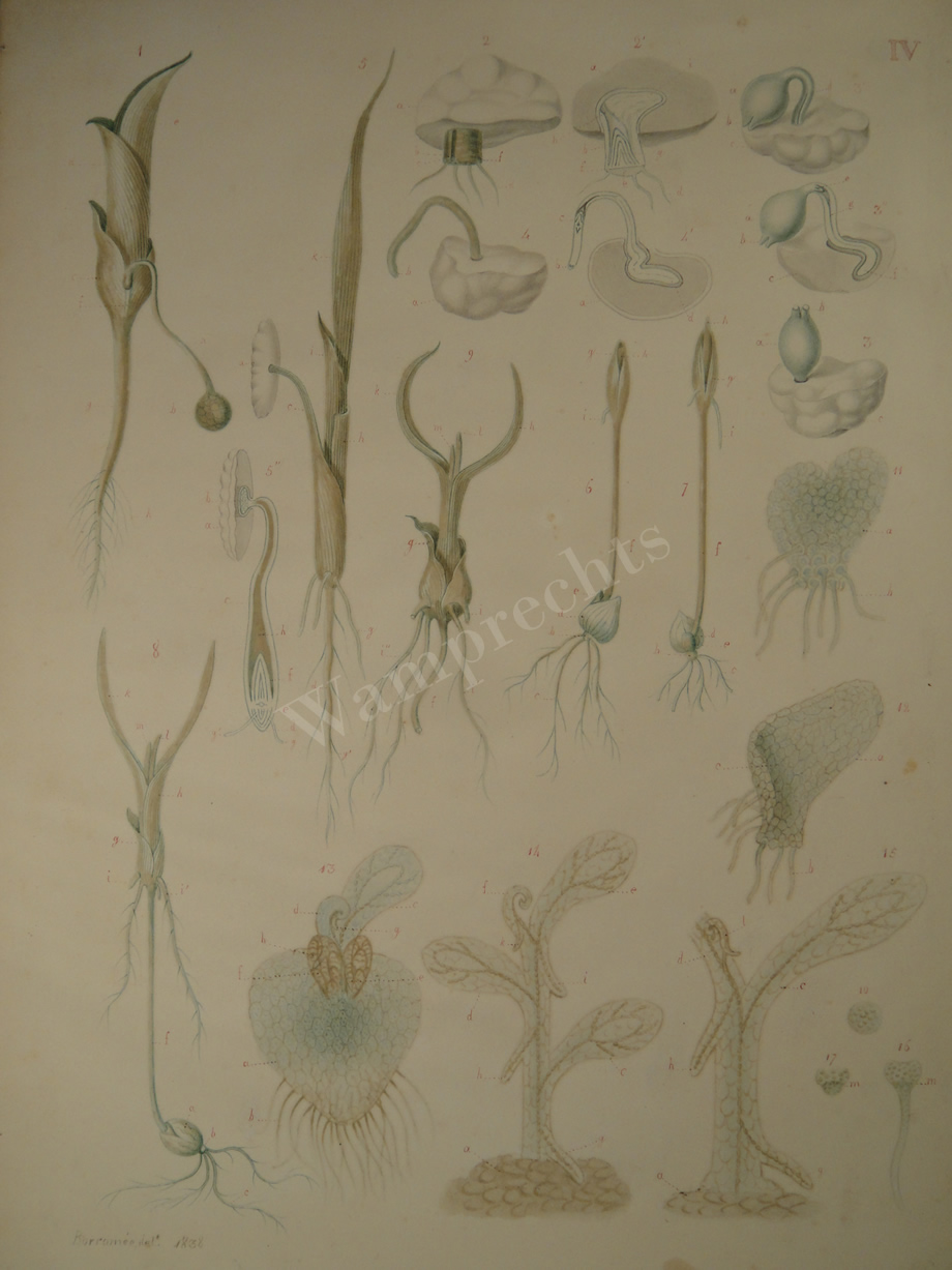 Watercolors & Lithographs of Borromée
