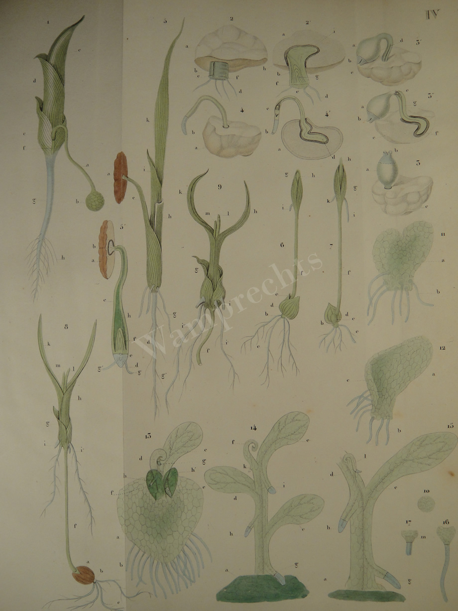 Watercolors & Lithographs of Borromée