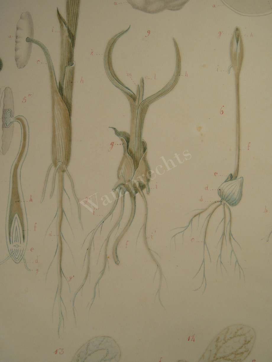 Watercolors & Lithographs of Borromée