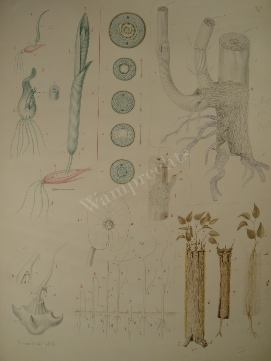 Watercolors & Lithographs of Borromée