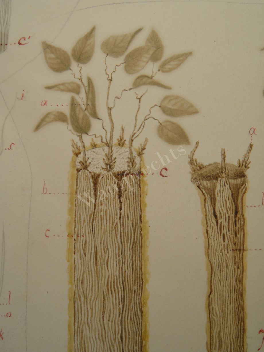 Watercolors & Lithographs of Borromée