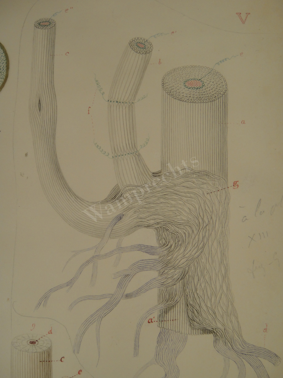 Watercolors & Lithographs of Borromée